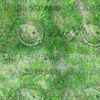 grass1.jpg