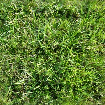 Texture TIFF grass seamless gras