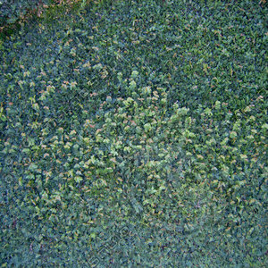 Plant wall