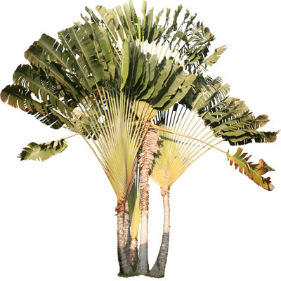 Ravenala Madagascariensis Travelers Palm Trees