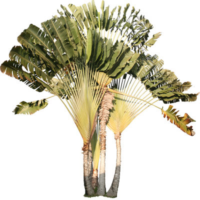 File:Penang Malaysia Ravenala-madagascariensis-02.jpg - Wikimedia Commons