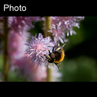 Wasp 2