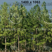 tex treewall 25a