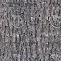 Bark_10