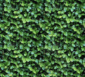 Seamless Bush Texture