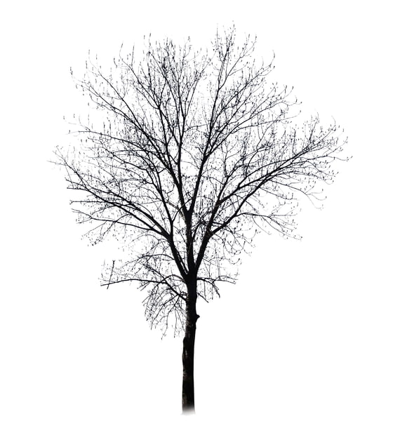 Texture Photoshop ultimate collection tree