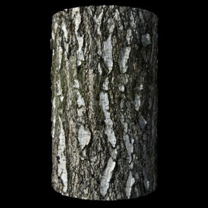 Tiled Birch Bark