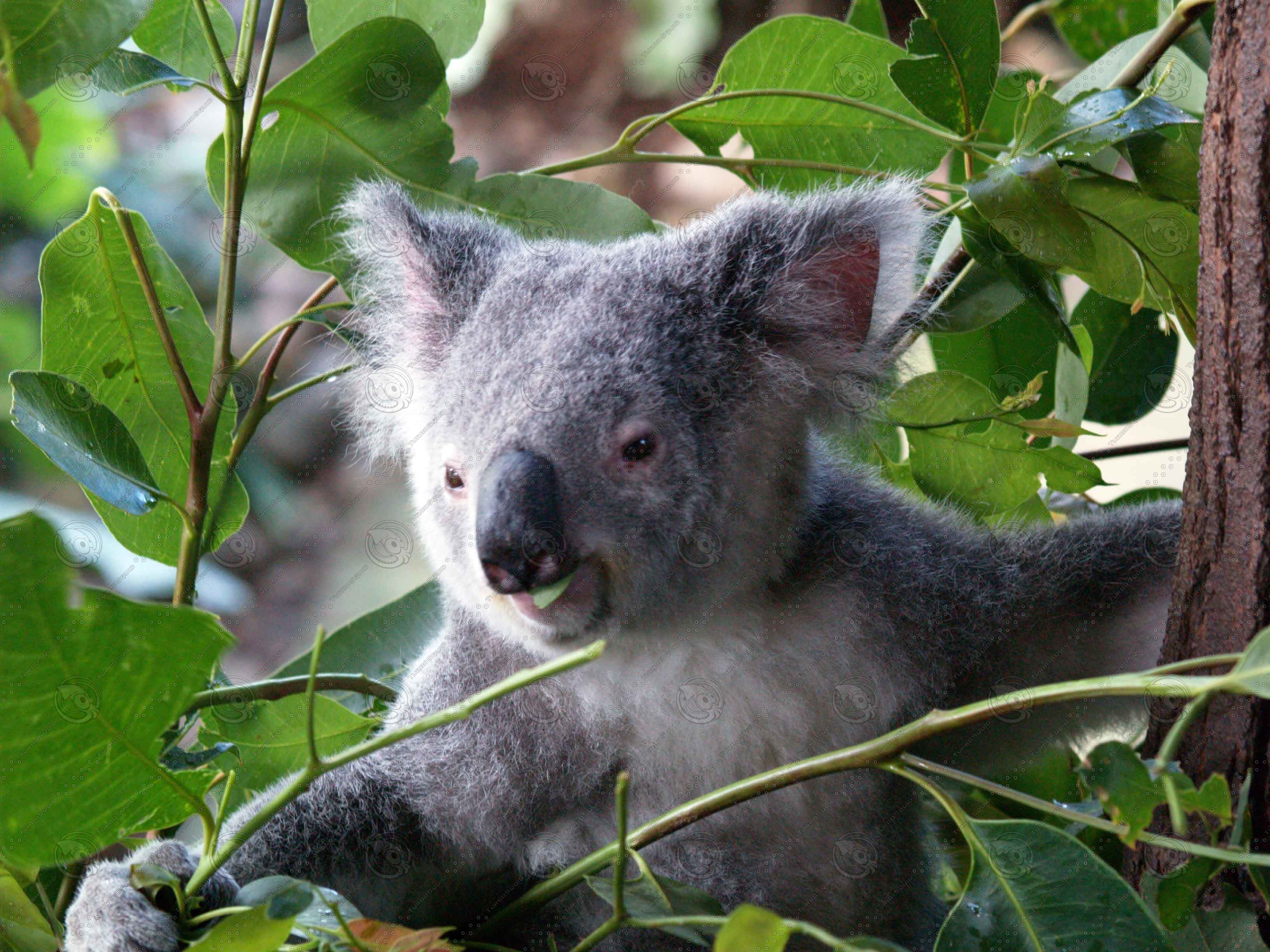 stock other koala bear building