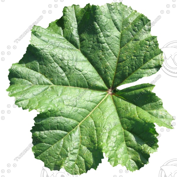 Texture PNG leaf high detail
