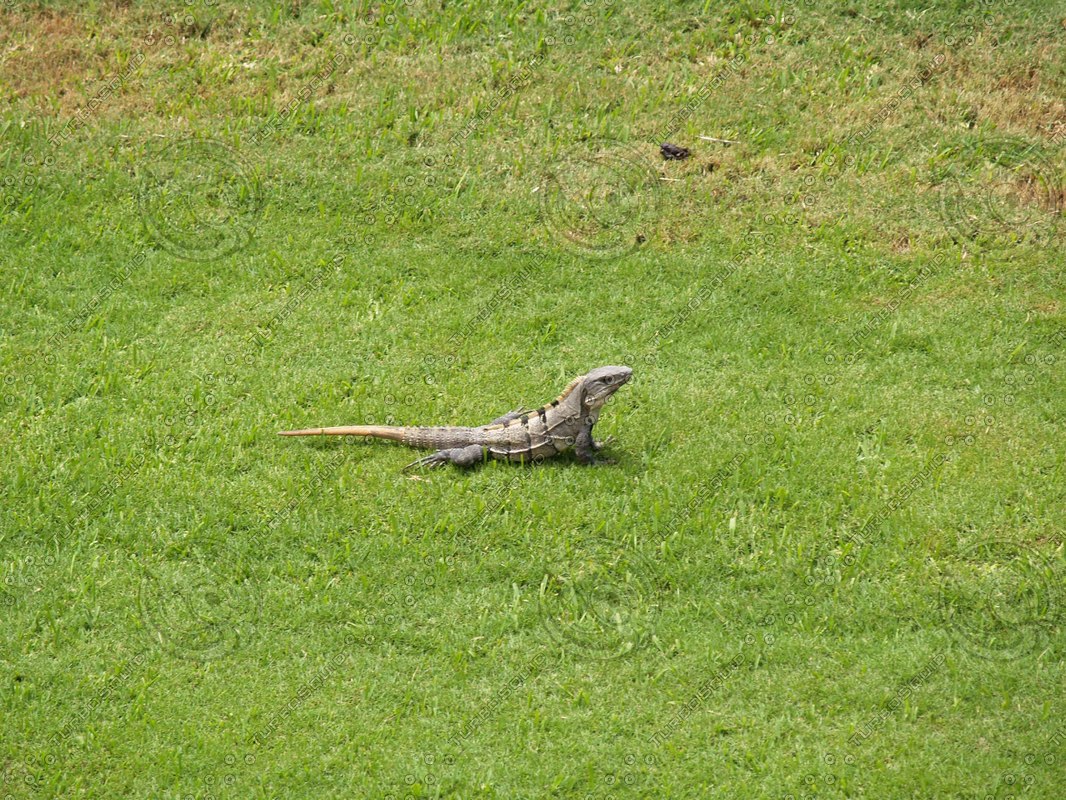 Stock JPEG lizard street city