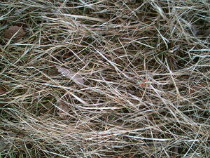 PICT0893.JPG