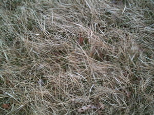 PICT0894.JPG