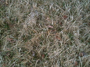 PICT0895.JPG