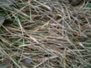 PICT0897.JPG