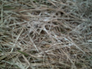PICT0899.JPG
