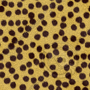 cheeta.jpg
