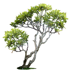 frangipani 2.jpg