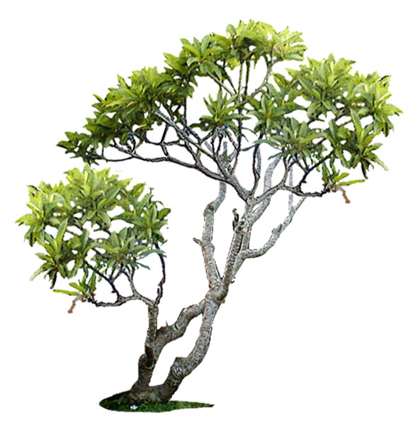 Texture JPEG frangipani tropical plant