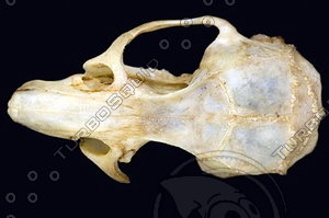 dorsal_skull006.jpg