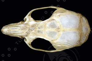 dorsal_skull007.jpg