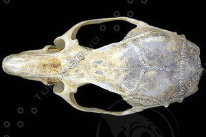 dorsal_skull013.jpg