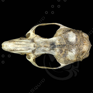 dorsal_skull001.jpg