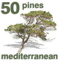 Cut Out - 50 Pines & Juniper