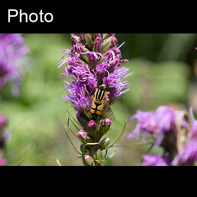  https://static.turbosquid.com/Preview/2014/08/01__16_23_45/wasp_small.jpg7d280808-4ac1-4c57-81ef-bef19d3f896dLarger.jpg