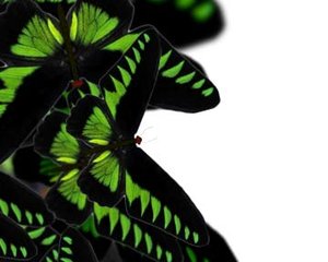 Transition Butterfly
