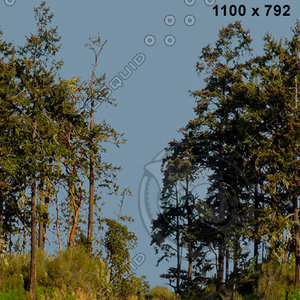 tex treewall 25b