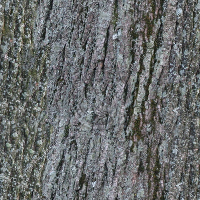 Texture Targa bark textures tiles