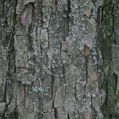 Texture Targa bark textures tiles