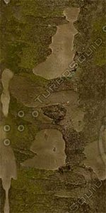 Bark_33
