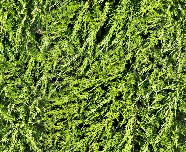 Texture Windows Bitmap foliage flora bush