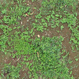 MG_Dirt_Grassy1.jpg