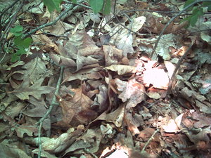 PICT0099.JPG