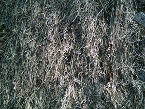 PICT0851.JPG