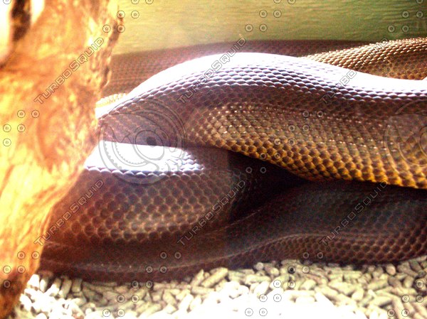 Snake Rapells Building Stock JPEG snake building street