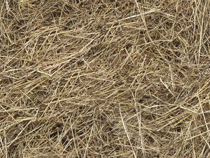 straw.jpg