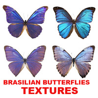 BRASILIAN BUTTERFLIES
