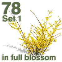 Cut Out - plants in full blossom Set 01