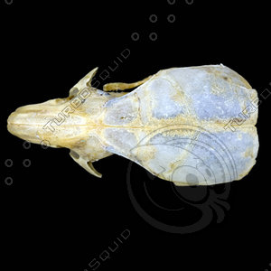 dorsal_skull002.jpg