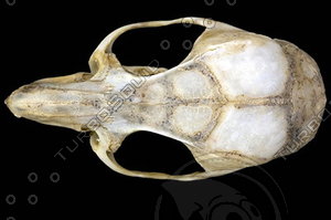 dorsal_skull008.jpg