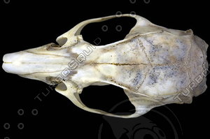 dorsal_skull010.jpg