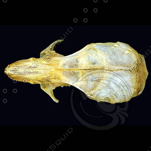 dorsal_skull004.jpg