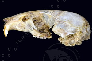 lateral-skull004.jpg