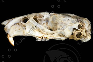lateral-skull001.jpg