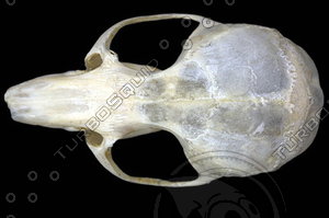 dorsal_skull012.jpg