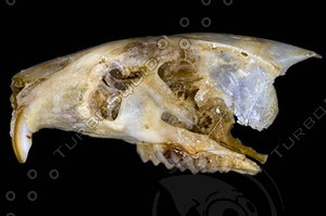 lateral-skull003.jpg