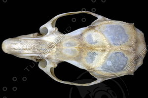 dorsal_skull014.jpg